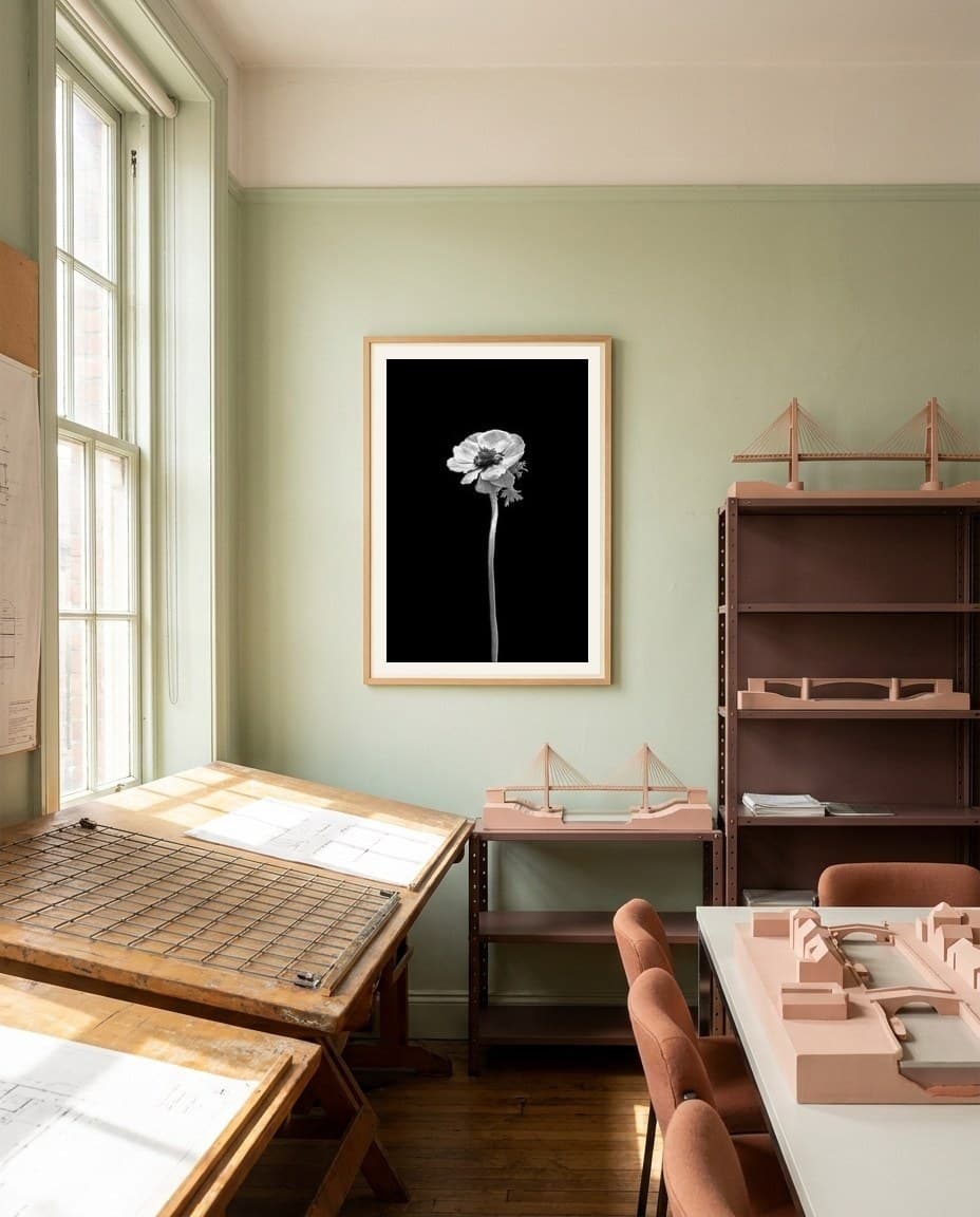 Anemone coronaria | dark design